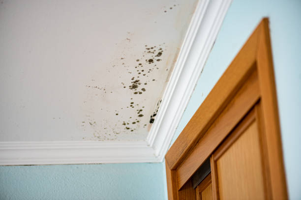Best Black Mold Removal  in Elk Point, SD