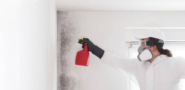 Best Mold Remediation  in Elk Point, SD